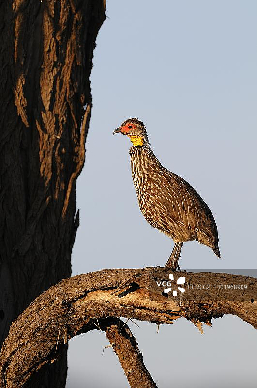 黄颈法兰克林鸡图片素材