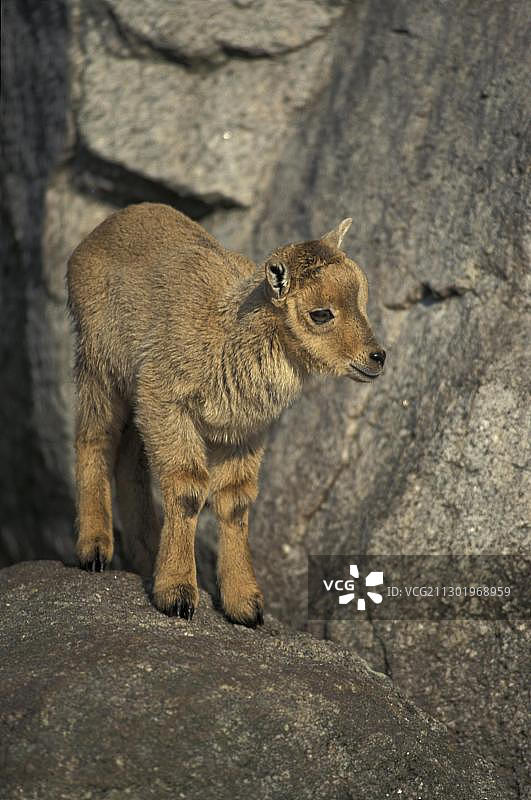 北非 Barbary 绵羊幼崽在岩石上图片素材