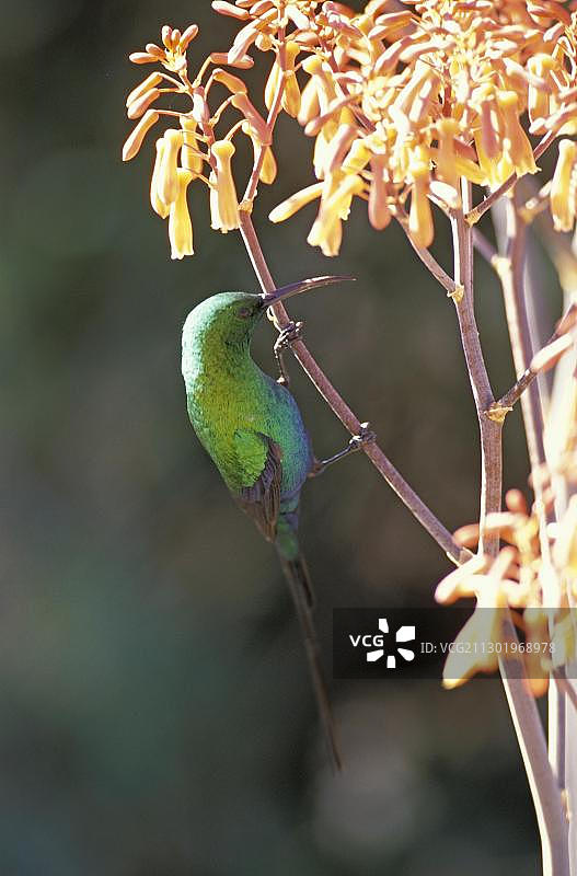 非洲南部的铜色太阳鸟图片素材