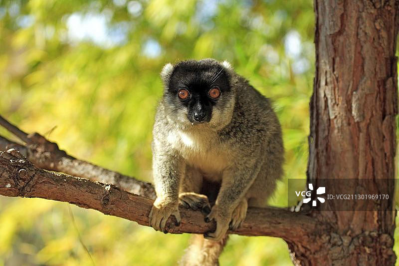 赤褐狐猴，成年雄性在树上，马达加斯加，非洲图片素材