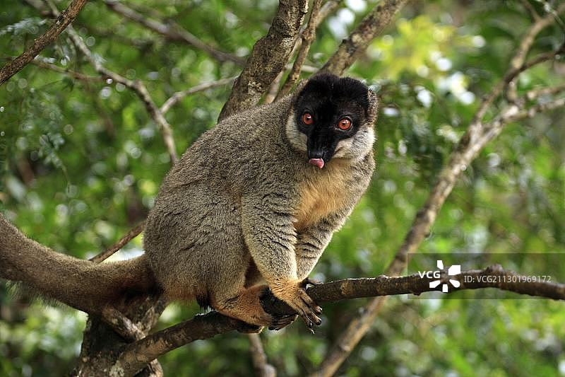 赤褐狐猴，成年雄性在树上，马达加斯加，非洲图片素材