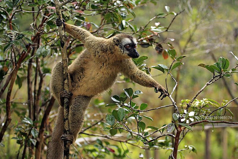 树上的棕色狐猴（雌性成年），马达加斯加，非洲图片素材