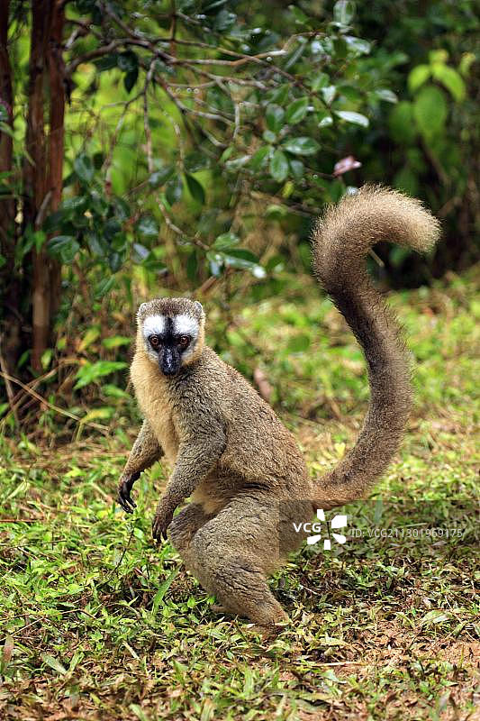 普通棕狐猴，成年雌性站在地上，马达加斯加，非洲图片素材