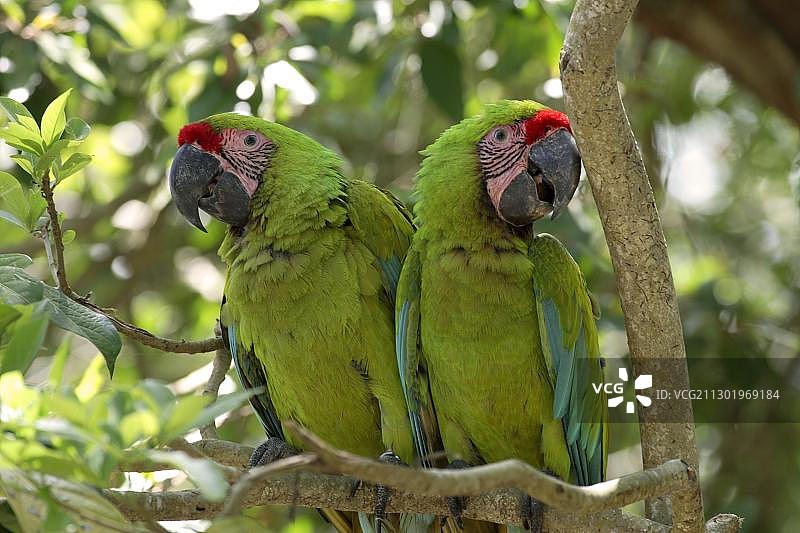 军金刚鹦鹉（Ara militaris），成年夫妇栖息在树上，洪都拉斯罗阿坦岛，中美洲图片素材