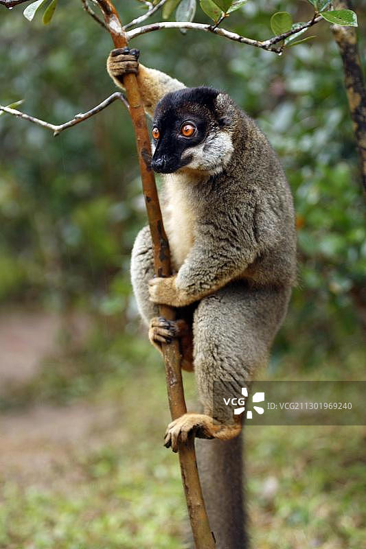 非洲马达加斯加树上的棕色狐猴（成年雄性）图片素材