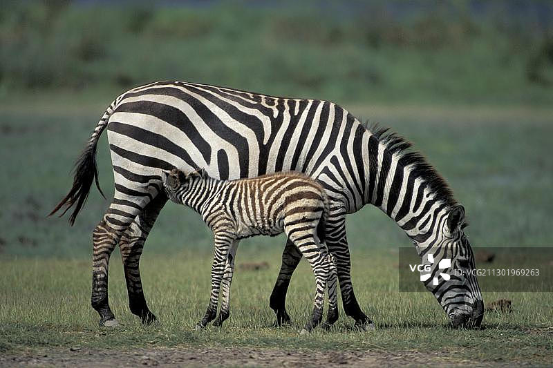 格氏斑马母马哺乳幼崽，安博塞利国家公园，肯尼亚，非洲图片素材