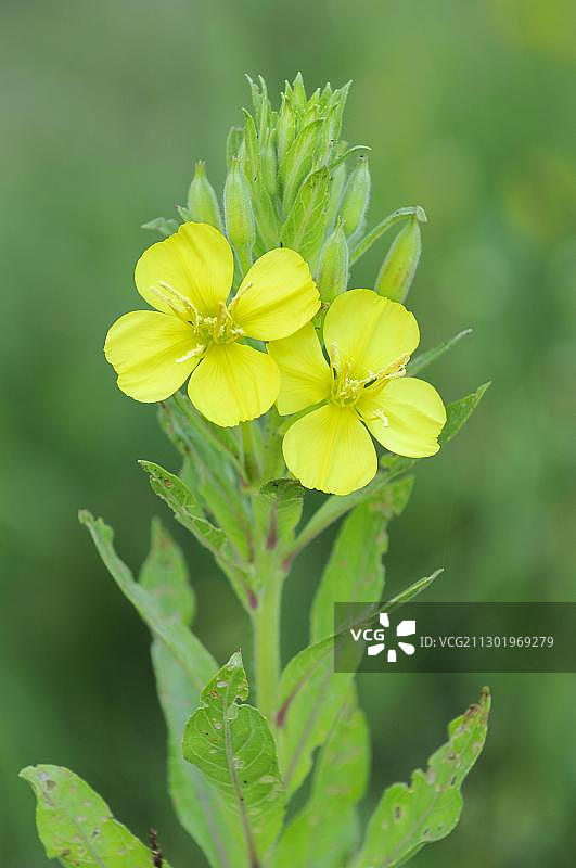 毛蕊花图片素材