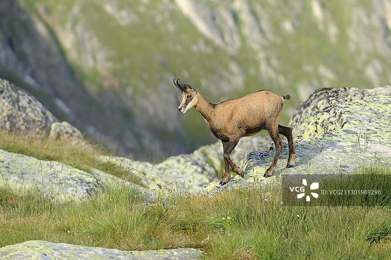 年轻的欧洲盘羊图片素材