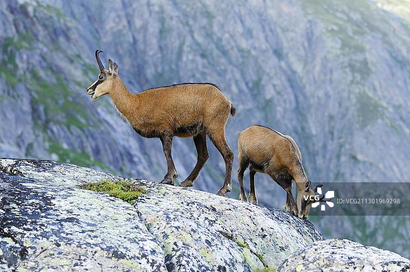年轻的岩羚羊（Rupicapra rupicapra）与幼崽站在岩石上图片素材