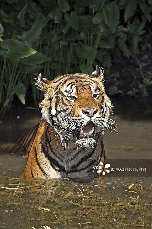 成年苏门答腊虎（在水中，原产地：亚洲苏门答腊）图片素材