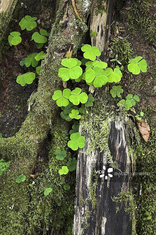 德国巴登-符腾堡州北部黑森林艾阿赫塔尔的枯木中生长的三叶草图片素材