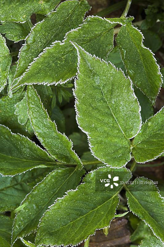 德国巴登-符腾堡州北黑森林艾亚赫塔尔的绿叶上的白霜图片素材