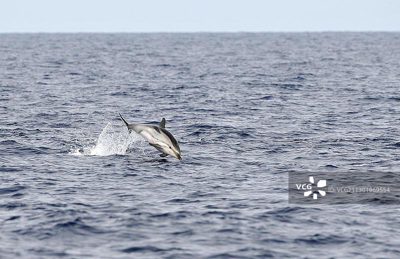 地中海跳跃纹海豚图片素材