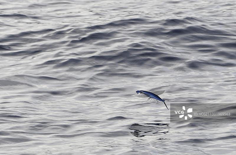 地中海中的大西洋飞鱼图片素材