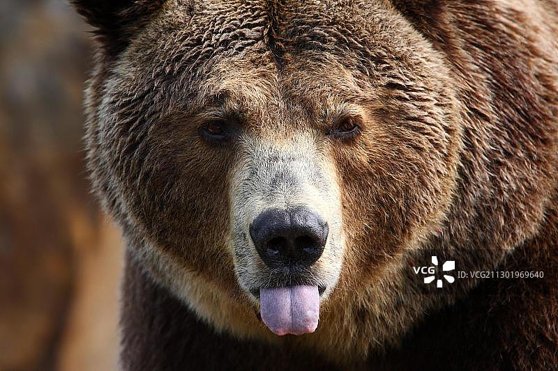 棕熊吐舌头的肖像，柏林动物园，德国，欧洲图片素材