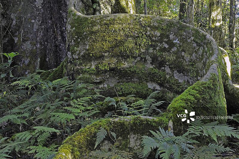 澳大利亚拉明顿国家公园巨型雨林树木的典型树根图片素材