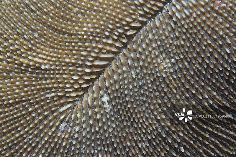 菲律宾盘珊瑚图片素材