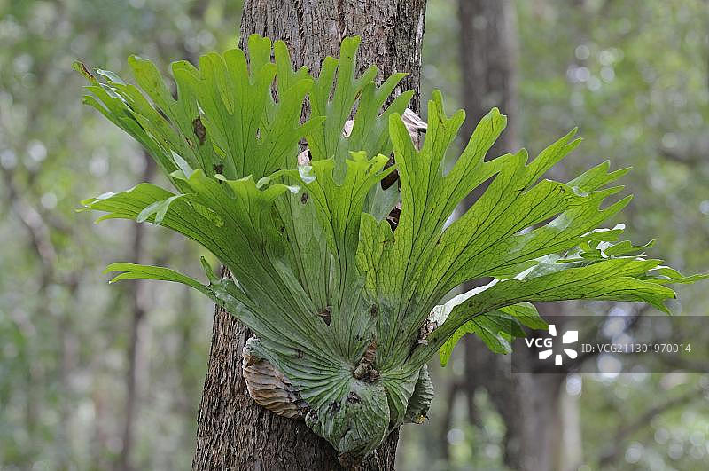 在其自然栖息地澳大利亚新南威尔士的鹿角蕨图片素材
