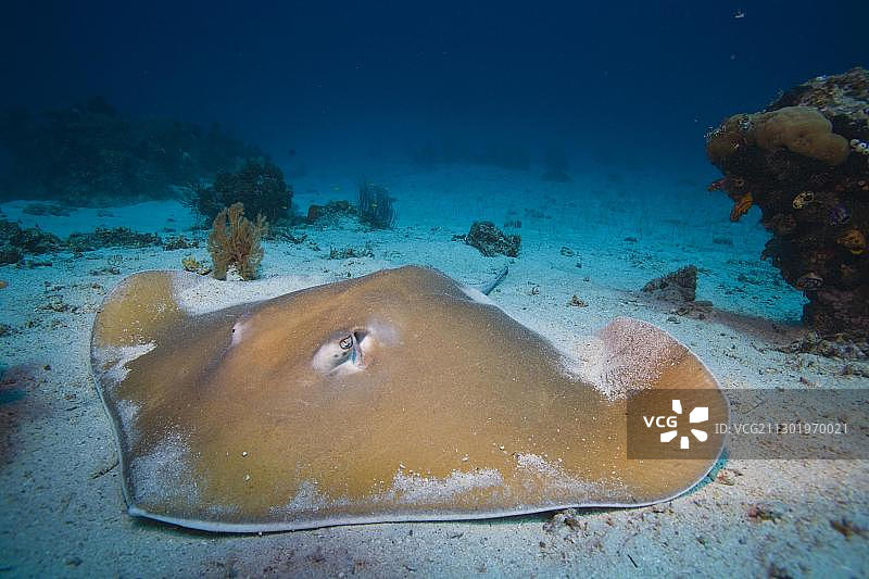 詹金斯魟（Himantura jenkinsii），印度尼西亚，东南亚，亚洲图片素材