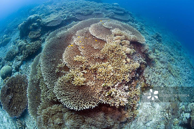 印度尼西亚鹿角珊瑚图片素材