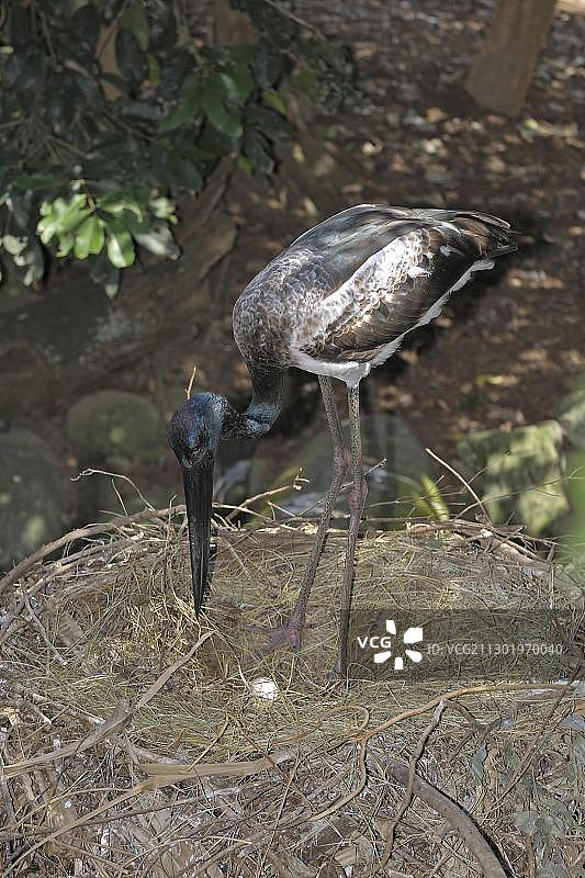 黑颈鹳在澳大利亚昆士兰的巢中图片素材