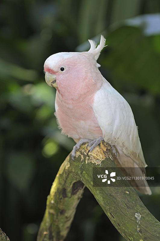 粉红凤头鹦鹉，澳大利亚新南威尔士州图片素材