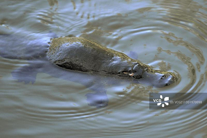 鸭嘴兽（Ornithorhynchus anatinus），罕见于澳大利亚昆士兰州尤格拉国家公园图片素材