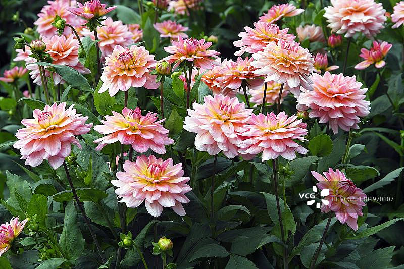 大丽花哈兹费盛开图片素材