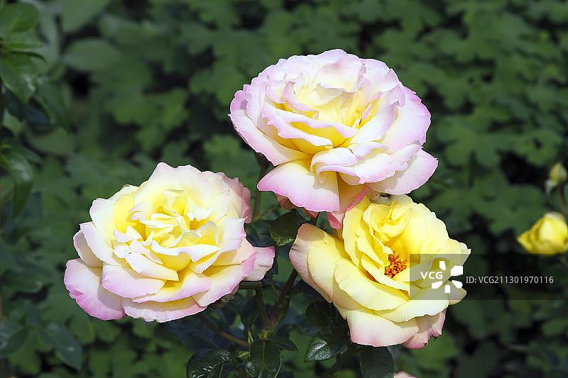 杂交茶香玫瑰品种“光荣-德伊”或“和平玫瑰”（Rosa Gloria Dei）图片素材