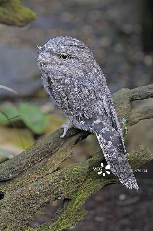 澳洲昆士兰茶色蟆口鸱图片素材