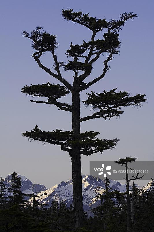 楚加奇国家森林的雪松树和山脉图片素材
