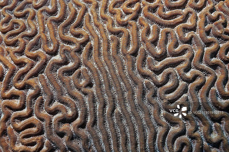 脑纹珊瑚块的图形细节，特内费环礁，伯利兹，中美洲，加勒比海图片素材