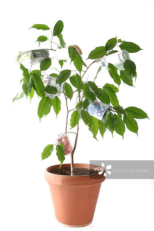 摇钱树图片素材