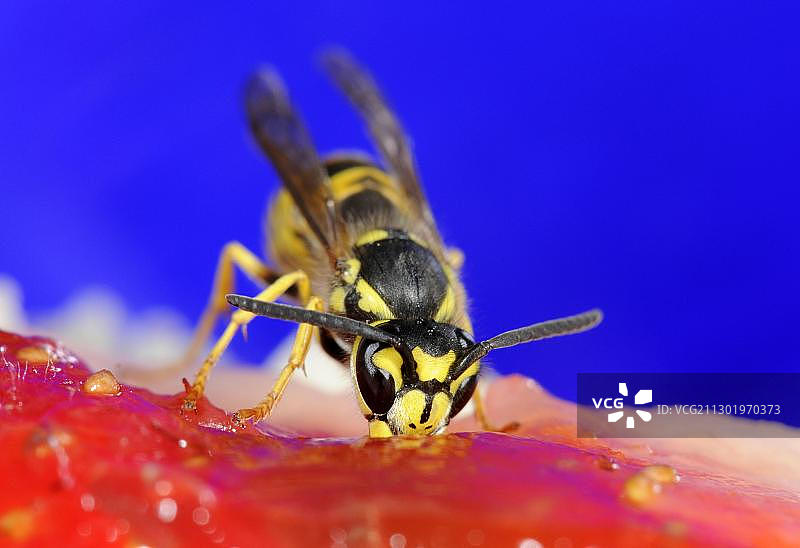 德国或欧洲黄蜂（德国小胡蜂）啃食草莓蛋糕图片素材