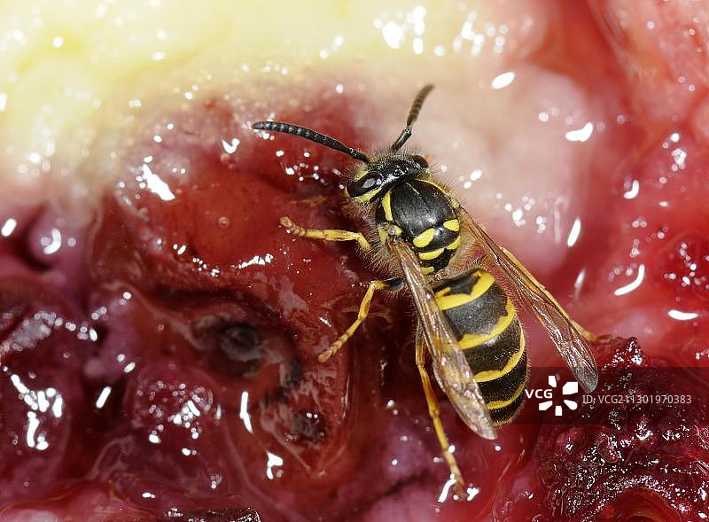正在啃食蛋糕的德国或欧洲黄蜂图片素材