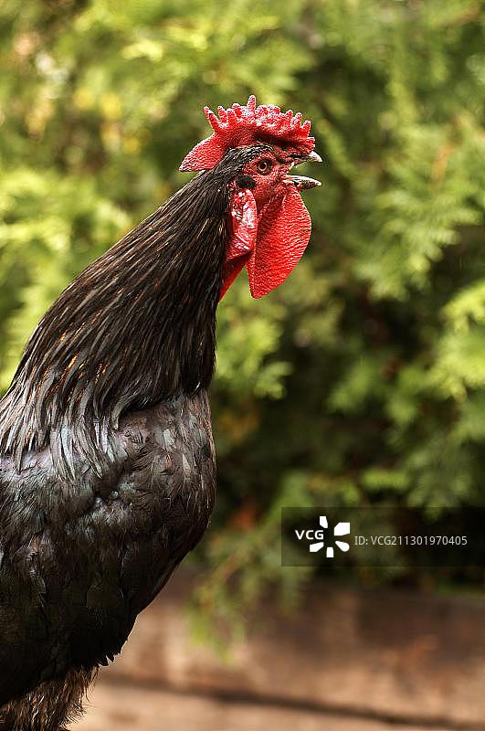 啼叫的家鸡，伊尔 Hausern，阿尔萨斯，法国，欧洲图片素材