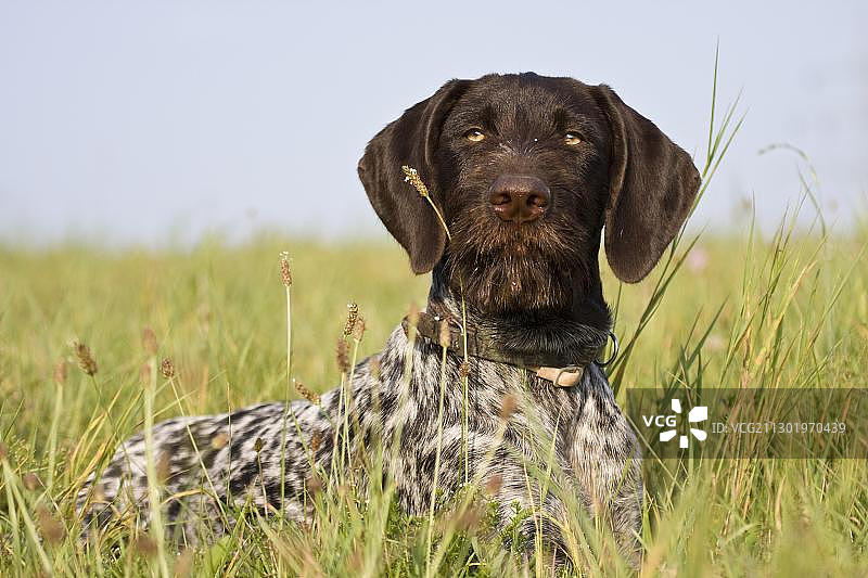德国刚毛指示犬，猎犬，躺在草地上图片素材