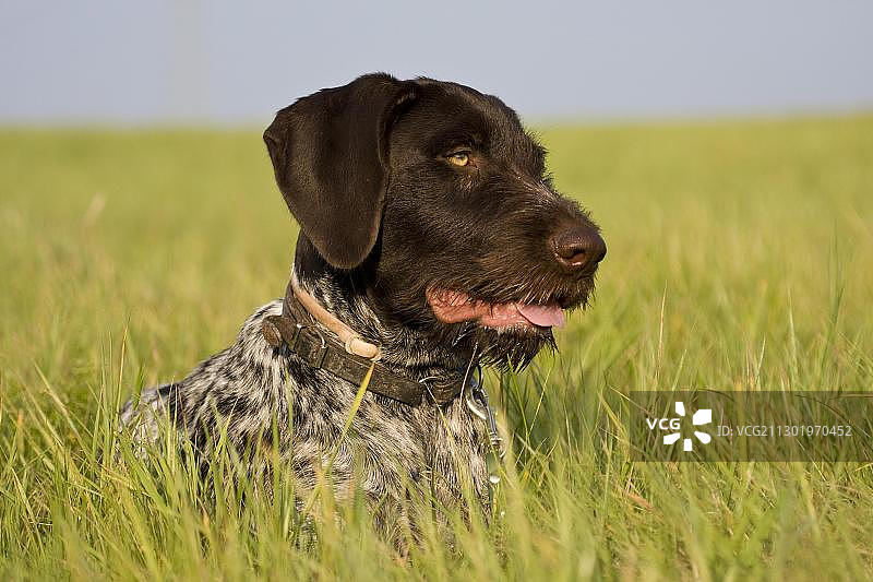 德国刚毛指示犬，猎犬，躺在草地上，肖像图片素材
