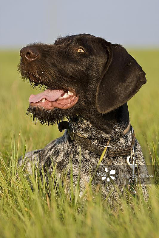 德国刚毛指示犬，猎犬，躺在草地上，肖像图片素材