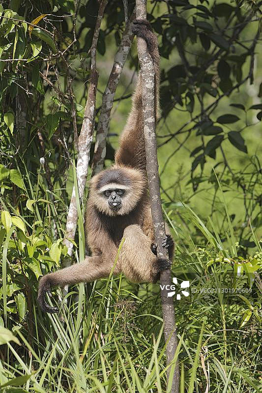 敏捷长臂猿，印度尼西亚加里曼丹岛图片素材