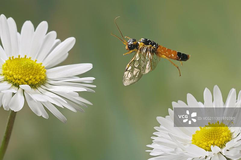 德国草叶蜂图片素材