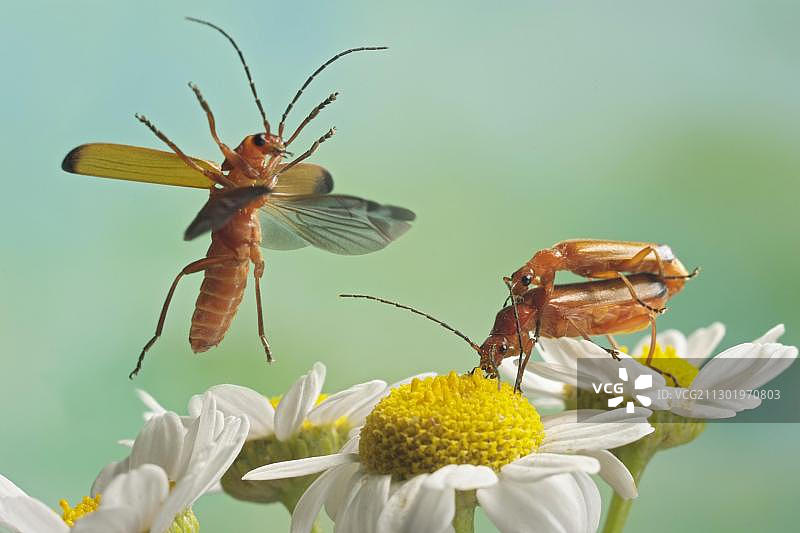 红兵甲虫，德国萨克森-安哈尔特图片素材