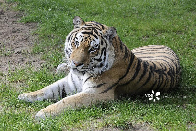 德国动物园里的东北虎图片素材