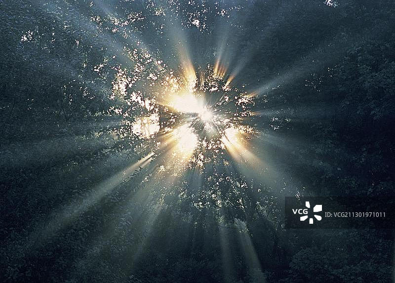 穿透晨雾和树叶的晨曦，落叶林，英格兰南部，英国，欧洲图片素材