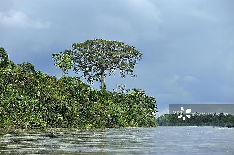 木棉树，厄瓜多尔埃尔可卡市附近纳波河畔图片素材