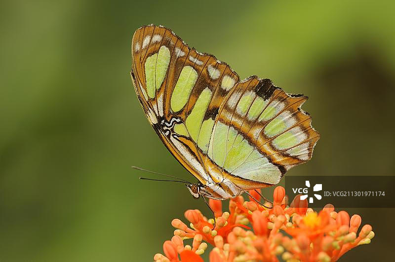 厄瓜多尔的绿孔雀凤蝶图片素材
