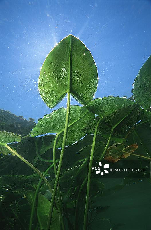 欧洲奥地利下奥州伦茨湖，萍蓬草叶片的水下视角图片素材