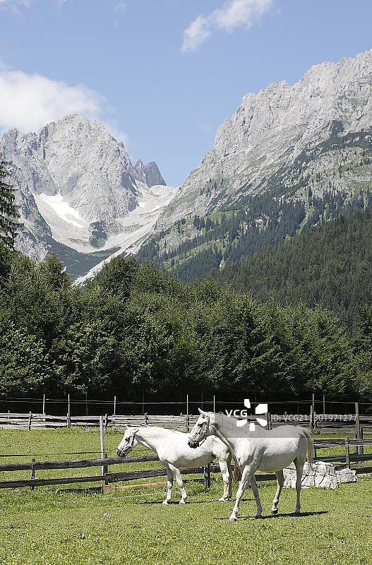 在奥地利蒂罗尔州戈因的维尔德凯泽山脉前草地上利皮扎马马图片素材