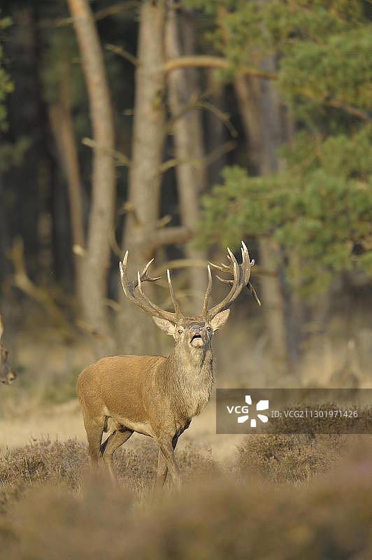 发情期马鹿，位于荷兰海尔德兰省高费吕沃国家公园图片素材