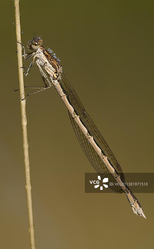 普通冬季豆娘图片素材